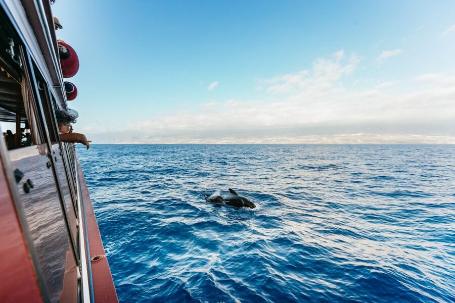 Adeje: Whale and Dolphin Watching Cruise with Lunch and Swim - Choosing Diego Hernández or Masca and Los Gigantes