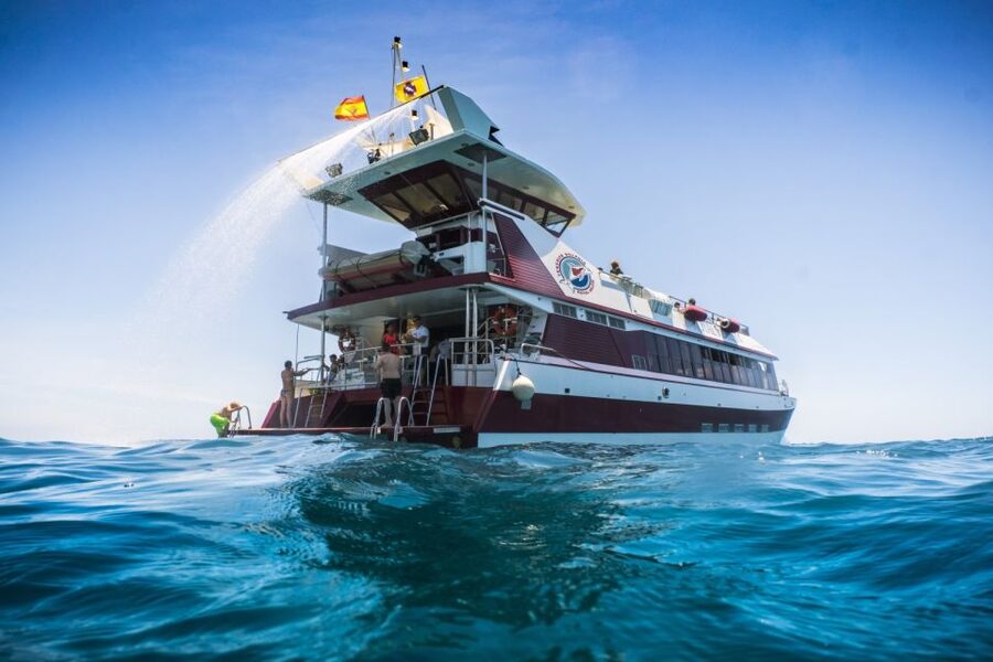 Adeje: Whale and Dolphin Watching Cruise with Lunch and Swim - Seeing Pilot Whales and Dolphins at Sea