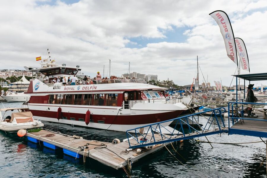 Adeje: Whale and Dolphin Watching Cruise with Lunch and Swim - The Underwater Windows Are Worth Using