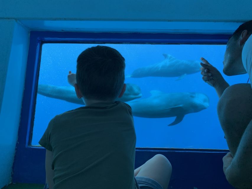 Adeje: Whale and Dolphin Watching Cruise with Lunch and Swim - From Puerto Colón to the Whale Sanctuary