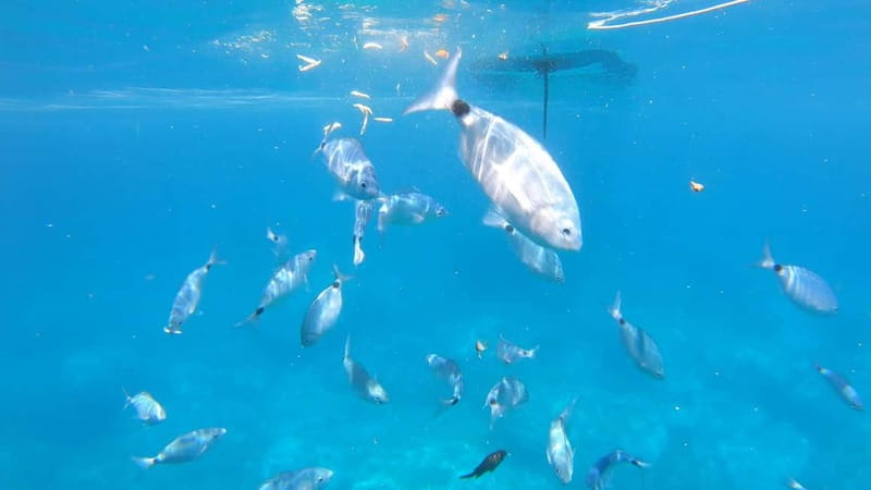 Alghero: Scenic Catamaran Cruise with Lunch and Snorkeling - Should you book the Alghero catamaran cruise?