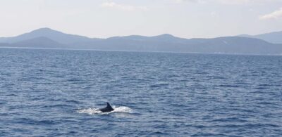 Athens Riviera Private Catamaran Cruise with Meal and Drinks
