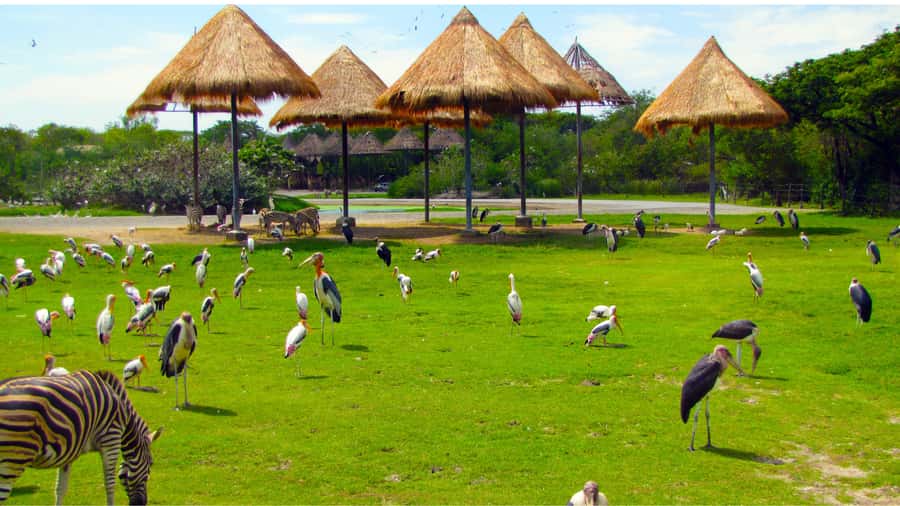 Bangkok: Private Family Tour to Safari & River Dinner Cruise - Buffet lunch at Safari World