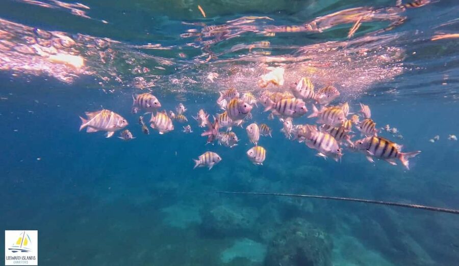 Basseterre: St Kitts 4-hour Catamaran Snorkel Cruise & Lunch - Lunch, drinks, and the ride back