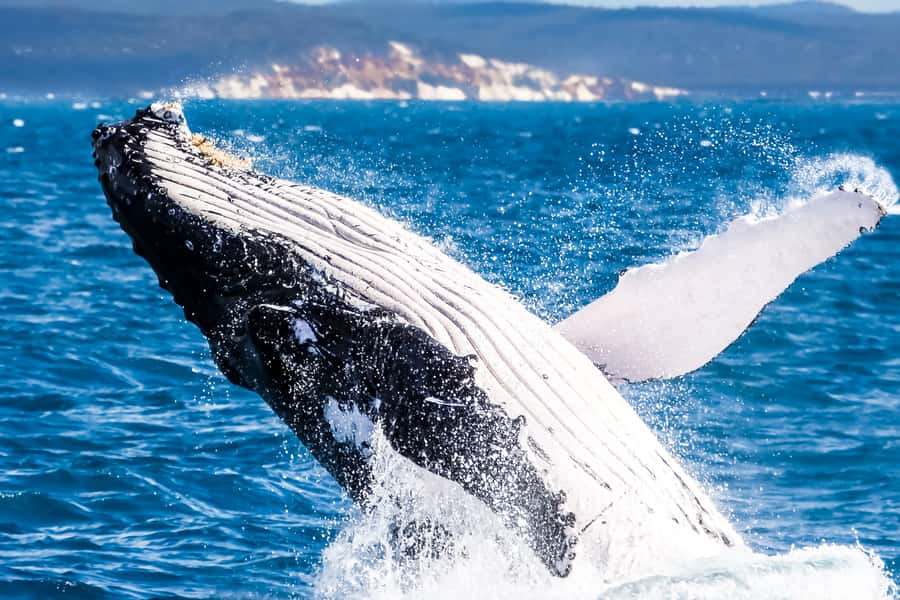 Brisbane: Whale Watching Cruise with Lunch - Key points at a glance