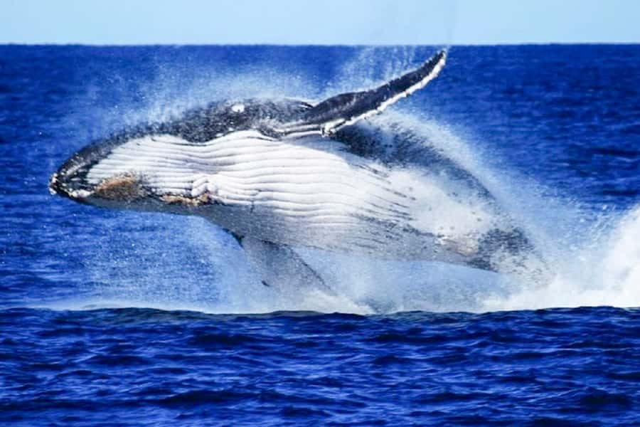 Brisbane: Whale Watching Cruise with Lunch - Moreton Bay is the reason to go