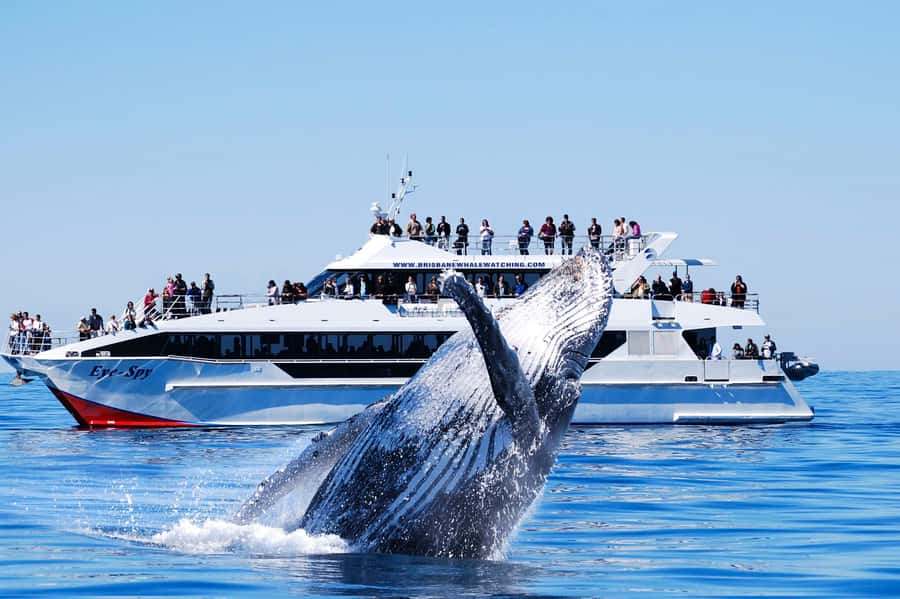 Brisbane: Whale Watching Cruise with Lunch - Boarding the multi-million-dollar Eye Spy