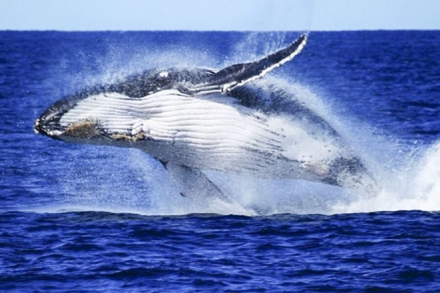 Brisbane: Whale Watching Cruise with Lunch - Who will enjoy this cruise most
