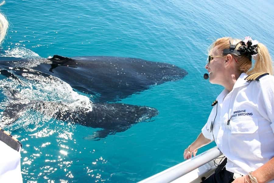 Brisbane: Whale Watching Cruise with Lunch - From Brisbane to the Redcliffe Peninsula