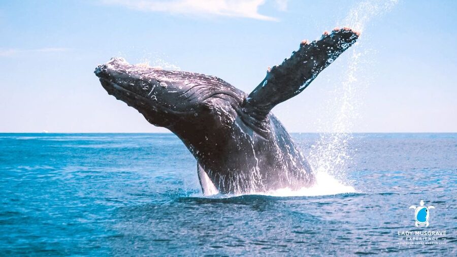 Bundaberg: Whale Watching Sightseeing Cruise with Lunch - Why Bundaberg is called the humpback highway