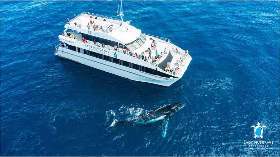 Bundaberg: Whale Watching Sightseeing Cruise with Lunch - Leaving Bundaberg Port Marina