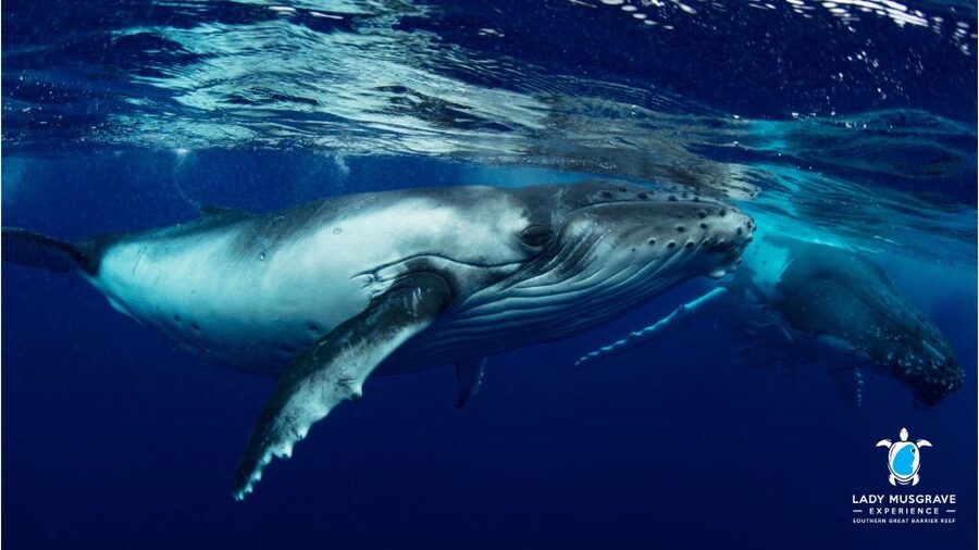 Bundaberg: Whale Watching Sightseeing Cruise with Lunch - Finding the best whale-viewing position