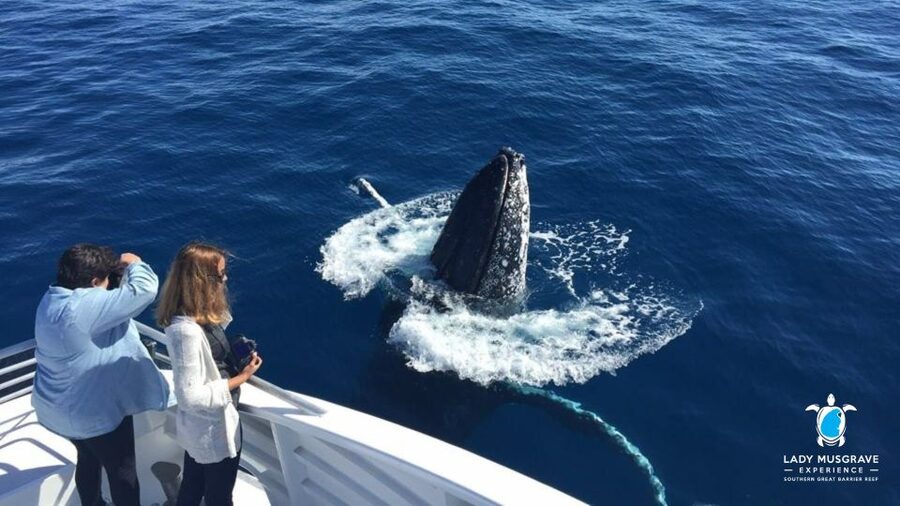 Bundaberg: Whale Watching Sightseeing Cruise with Lunch - What the $113 price really buys you
