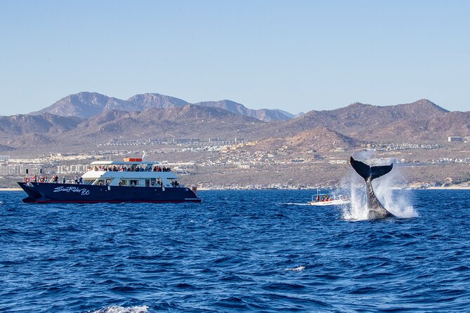 Cabo San Lucas Whale Watching Lunch Cruise - Cabo whale watching with lunch and a party finish