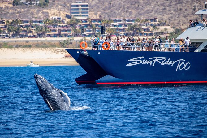 Cabo San Lucas Whale Watching Lunch Cruise - Finding humpback and gray whales in open water