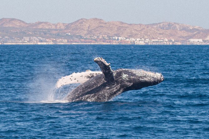 Cabo San Lucas Whale Watching Lunch Cruise - Comfort on the two-level boat