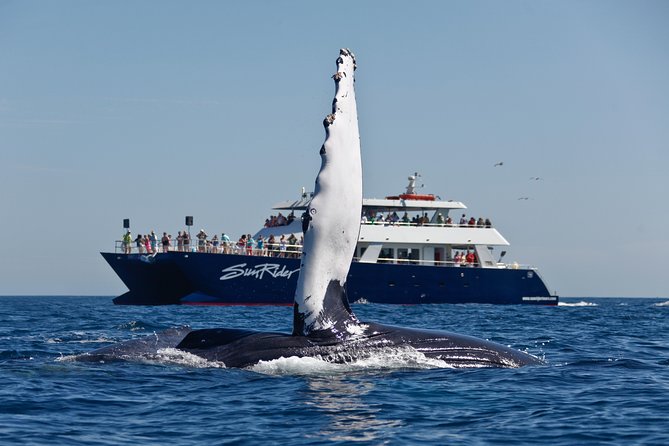 Cabo San Lucas Whale Watching Lunch Cruise - El Arco and the first Cabo photo stop
