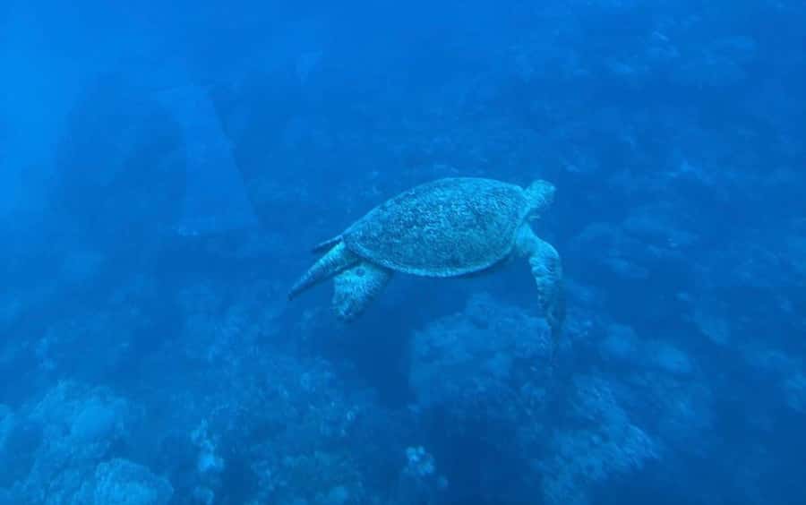 Cairo: Luxury Snorkeling Cruise & lunch with optional pickup - Should you book the Jabal el Sakka cruise?