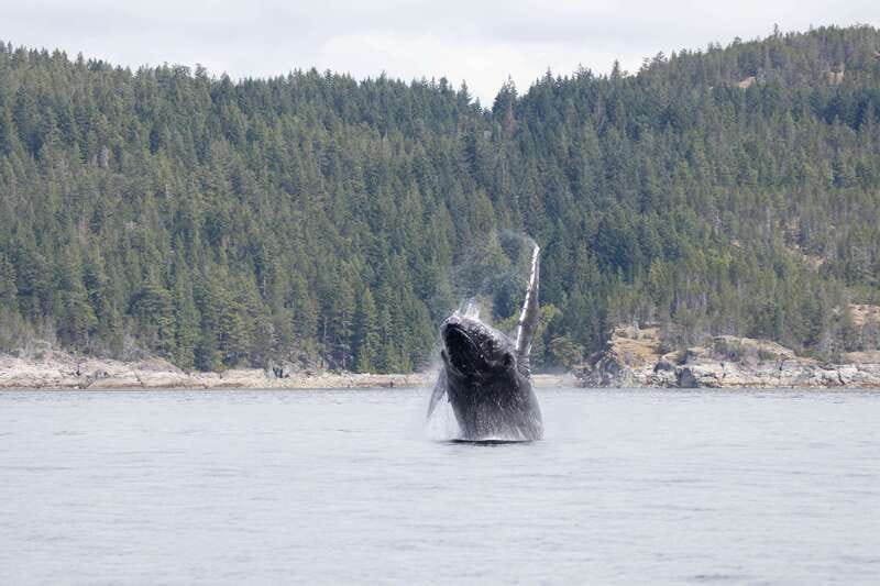 Campbell River: Whale Watching Cruise with Lunch - Finding the marina without a last-minute scramble