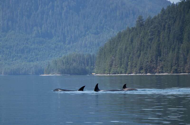 Campbell River: Whale Watching Cruise with Lunch - Captain Josh and the search for wildlife