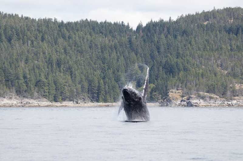 Campbell River: Whale Watching Cruise with Lunch - Lunch, drinks, and the land stop