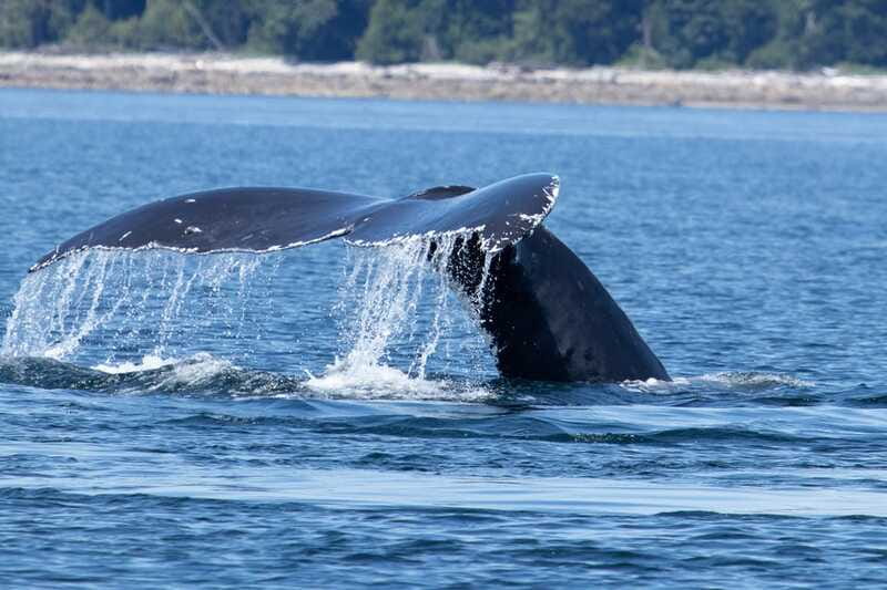 Campbell River: Whale Watching Cruise with Lunch - Who will enjoy this trip most
