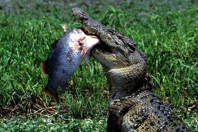 Corroboree Billabong 2.5 hour Lunch Cruise - Why Corroboree Billabong is worth the drive