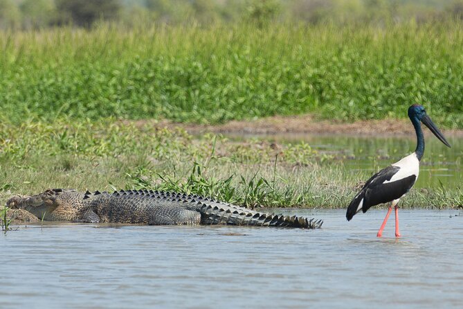 Corroboree Billabong 2.5 hour Lunch Cruise - Birdlife adds variety to the cruise