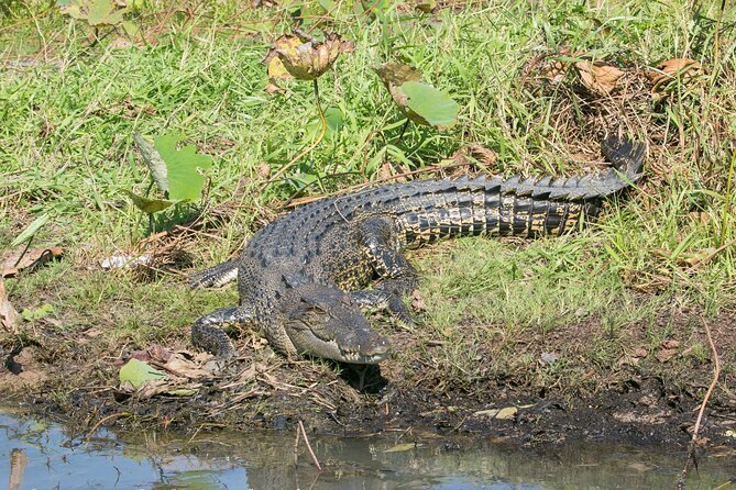 Corroboree Billabong 2.5 hour Lunch Cruise - Lunch served without leaving the water