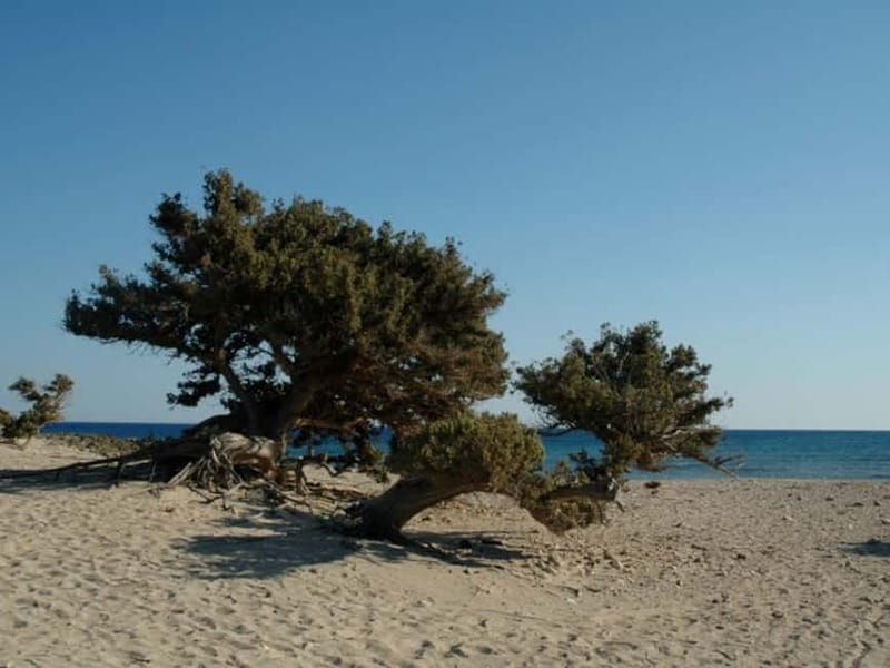 Crete: Chrissi Island Yacht Cruise with Lunch & Snorkeling - Lunch with local ingredients