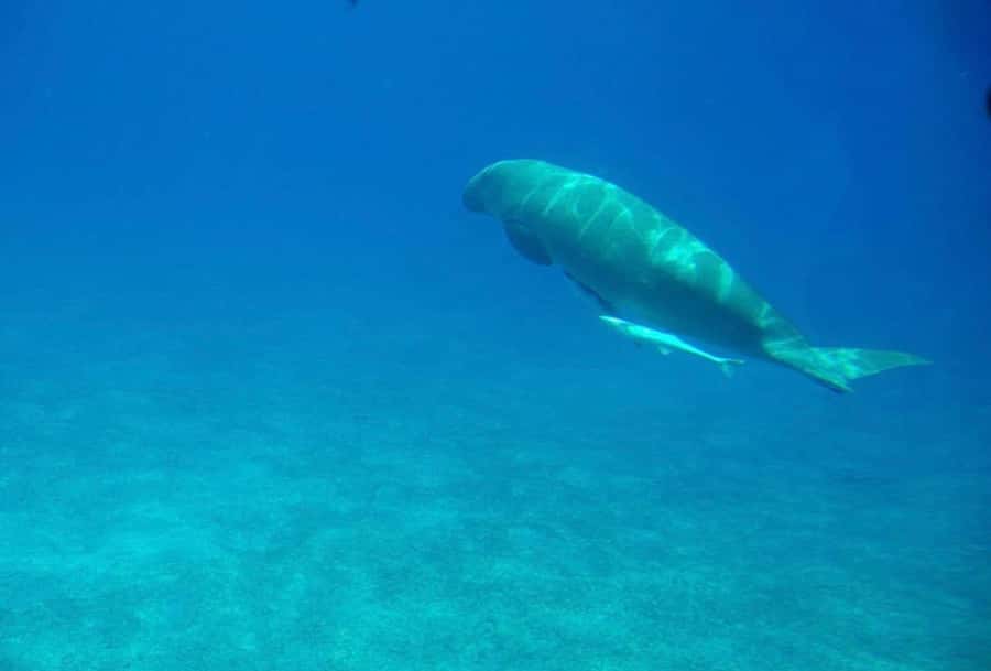 Dahab: luxury Snorkeling cruise with buffet lunch - Is the Yacht Really Luxury?