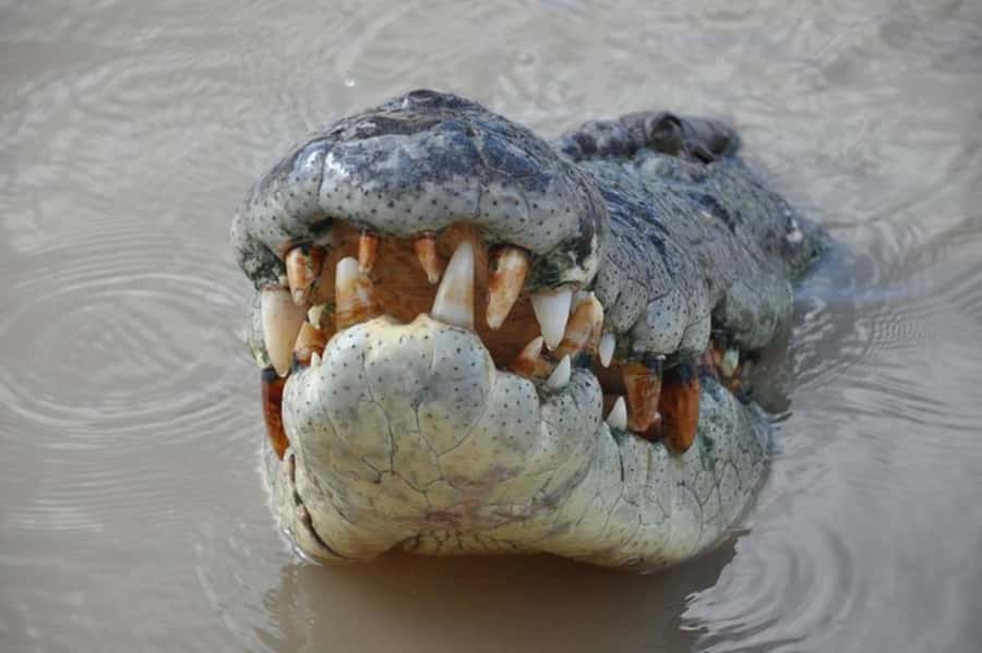 Darwin: Jumping Crocodile Adventure Cruise with Lunch - Key points to know before you book