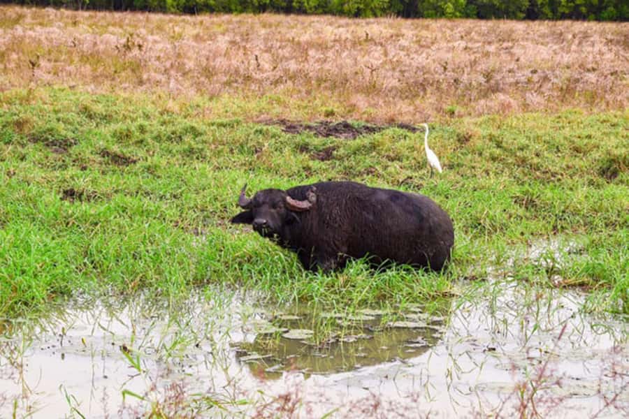 Darwin: Jumping Crocodile Adventure Cruise with Lunch - Fogg Dam brings a quieter side of the Top End
