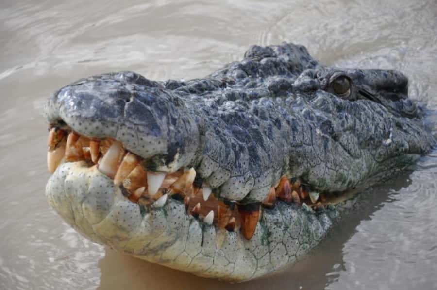 Darwin: Jumping Crocodile Adventure Cruise with Lunch - Is $138 a fair price for four hours?