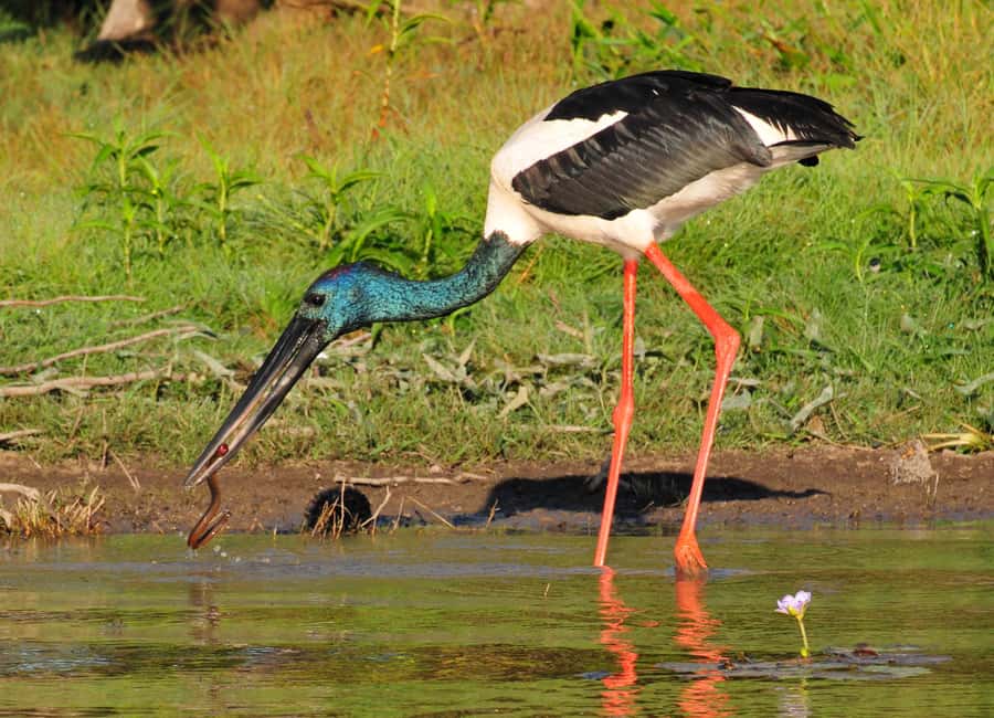 Darwin: Mary River Wetlands Wildlife Cruise with Lunch - The guiding is a major part of the value
