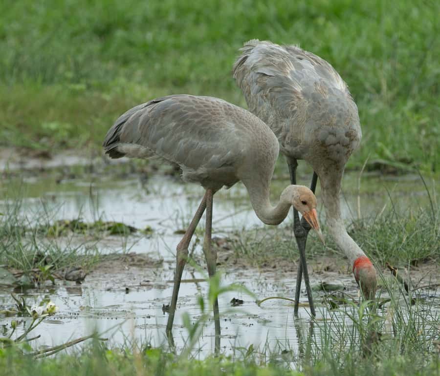 Darwin: Mary River Wetlands Wildlife Cruise with Lunch - Is the $166 price fair?
