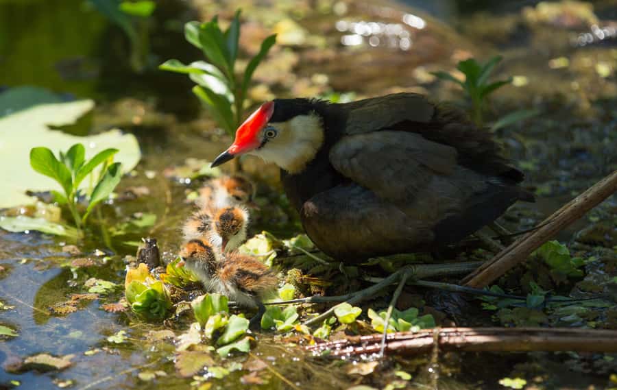 Darwin: Mary River Wetlands Wildlife Cruise with Lunch - Who should book this day trip?
