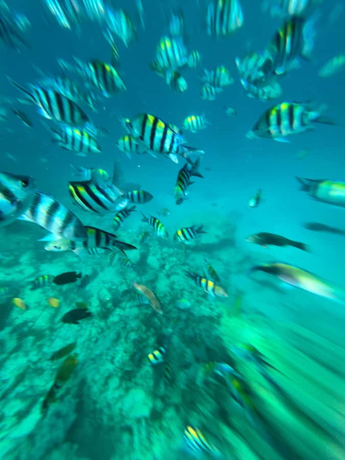 Dolphin, Snorkeling,Turtles and SunSet Cruise with Lunch - Key points to know before booking