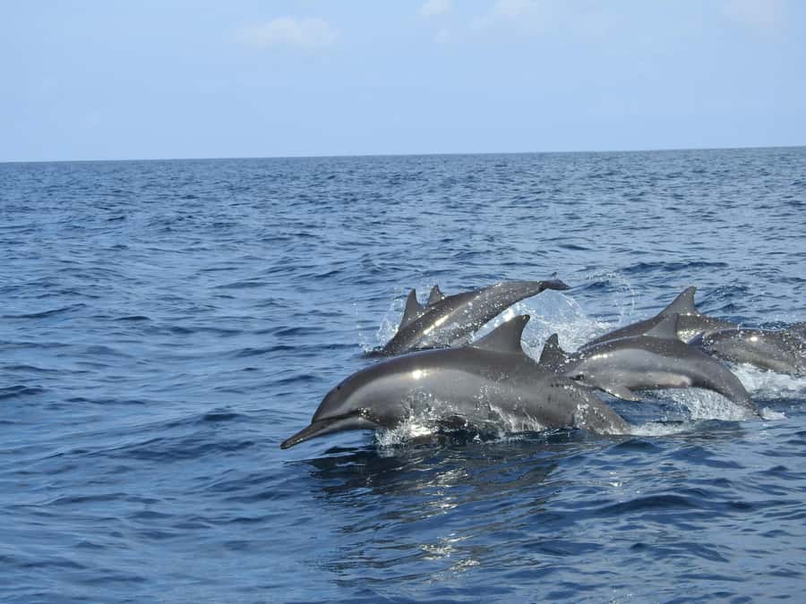 Dolphin, Snorkeling,Turtles and SunSet Cruise with Lunch - Starting near Mnemba Island for dolphins
