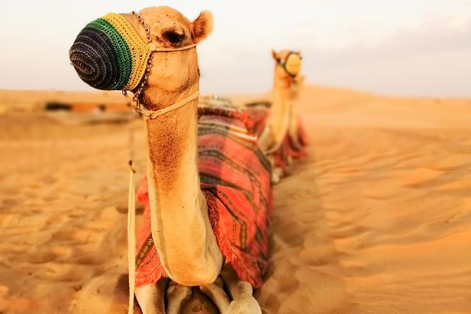 Dubai Super Saver: Desert Camp Experience by 4x4 and Dhow Dinner Cruise - How the two evenings fit different visitors