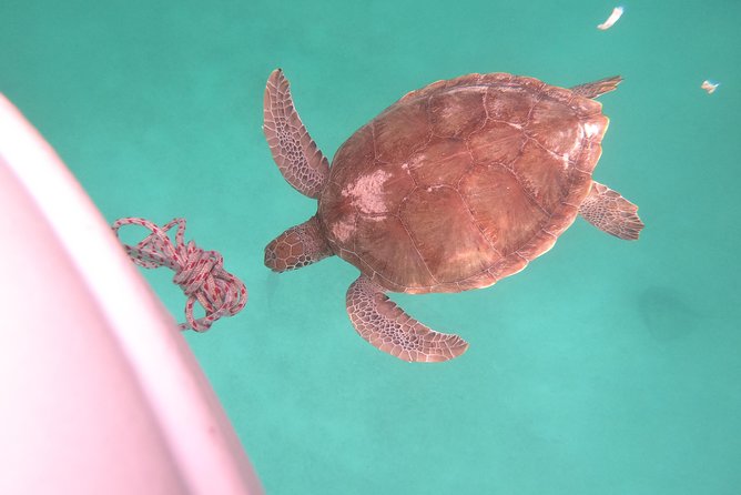 Elegance Catamaran turtles swim and lunch cruise - Who will enjoy this cruise most