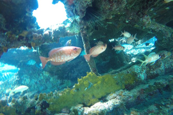 Elegance Catamaran turtles swim and lunch cruise - Weather, cancellation, and what to bring