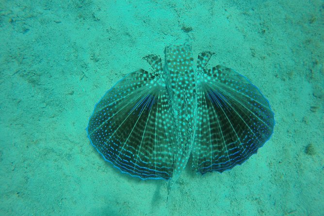 Elegance Catamaran turtles swim and lunch cruise - What the three stops are like