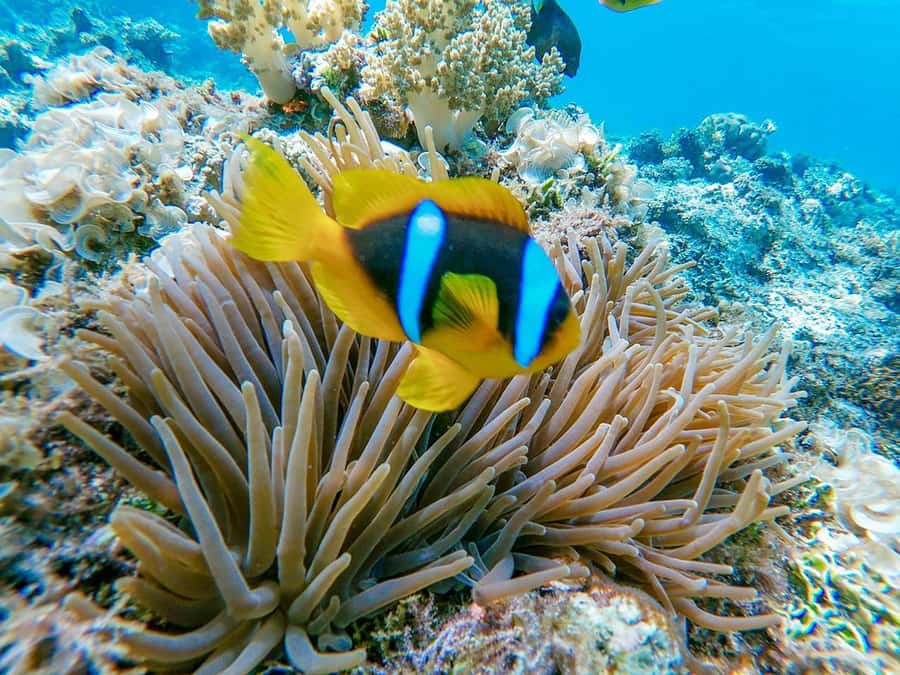 From Hurghada: Orange bay Snorkeling Cruise with Lunch - Practical details that can make the day easier