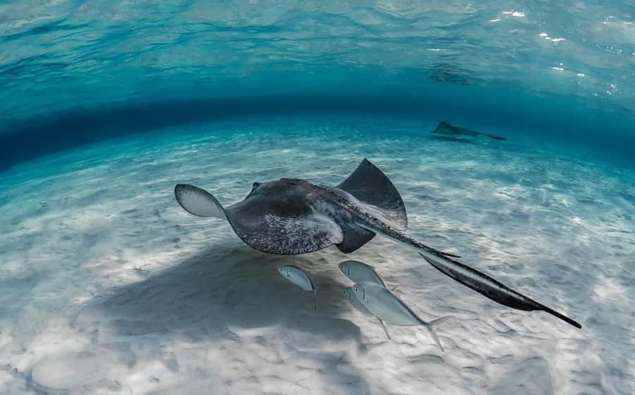 From Hurghada: Orange bay Snorkeling Cruise with Lunch - Is $31 good value?