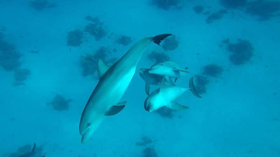 From Hurghada: Orange bay Snorkeling Cruise with Lunch - Who will enjoy this cruise most
