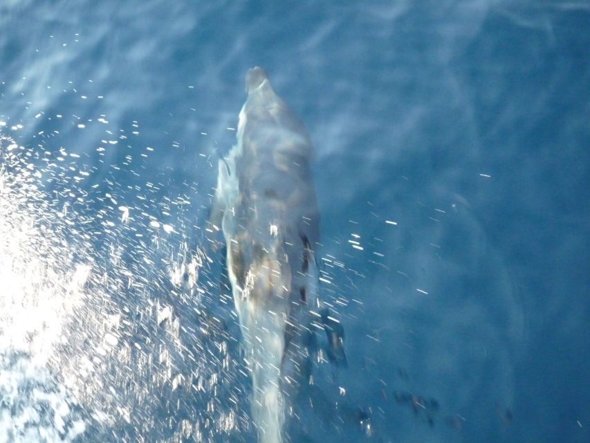 From Paros: Private Sailing Cruise with Lunch and Snorkeling - What the private price really buys you