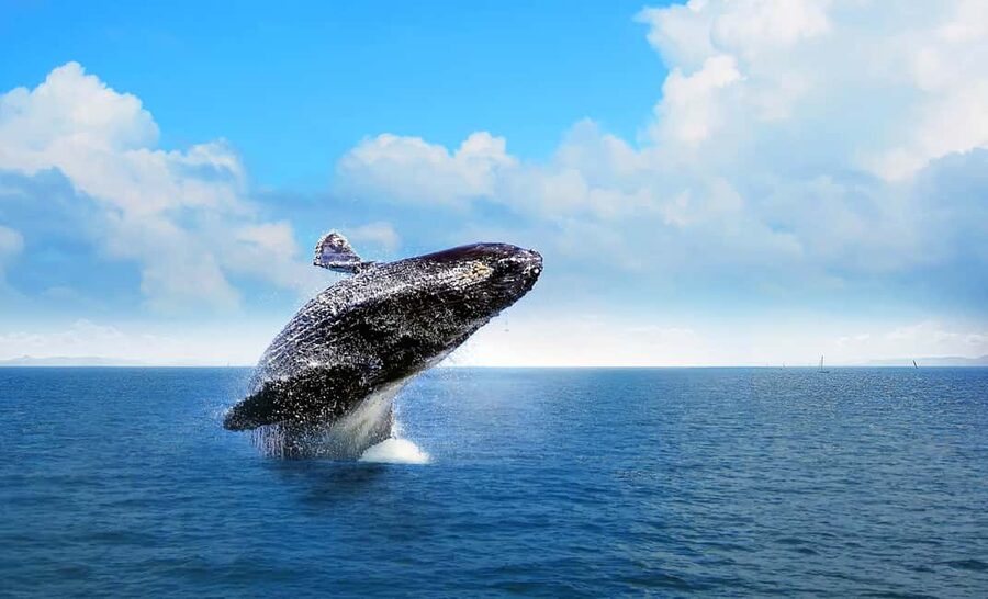 From Punta Cana: Samana Bay Whale-Watching Cruise with Lunch - Cayo Levantado gives the day a beach break