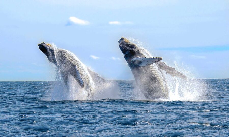 From Punta Cana: Samana Bay Whale-Watching Cruise with Lunch - The waterfall issue needs your attention