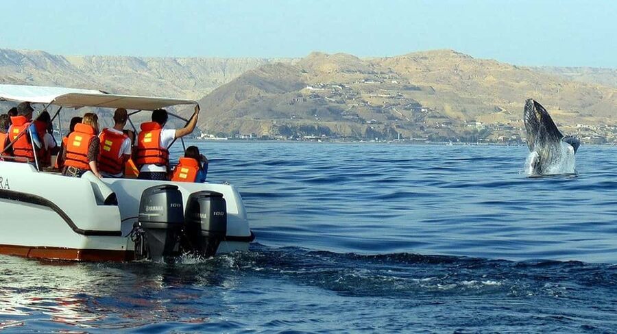 From Punta Cana: Samana Bay Whale-Watching Cruise with Lunch - Transfers from Bavaro are useful, but allow patience